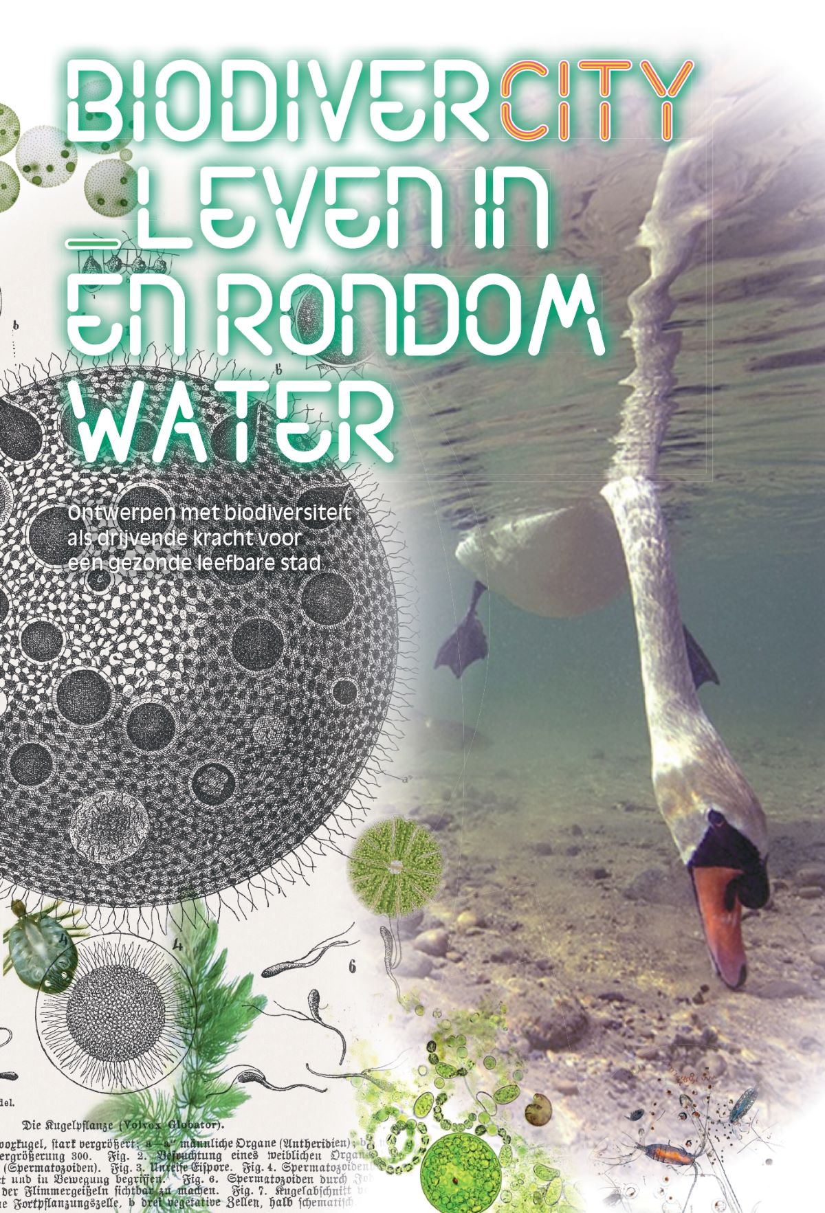 BiodiverCITY_Leven in en rondom water